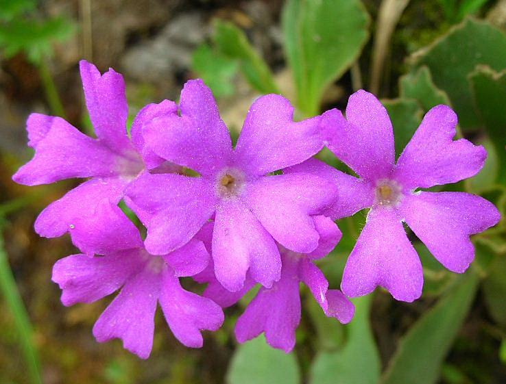 Primula daonensis / Primula della Val Daone